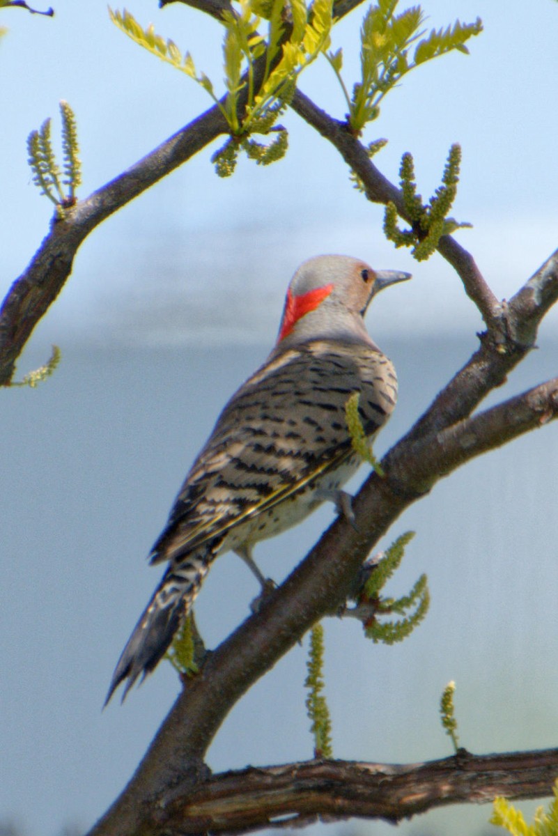 Northern Flicker - ML619305633