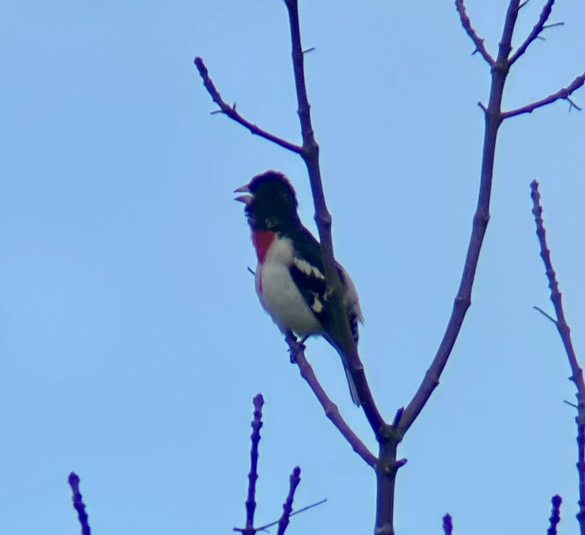 Rose-breasted Grosbeak - ML619305638