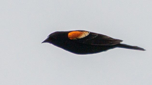 Red-winged Blackbird - ML619305644