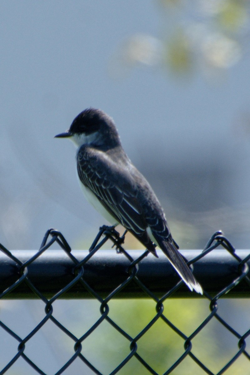 Eastern Kingbird - ML619305645
