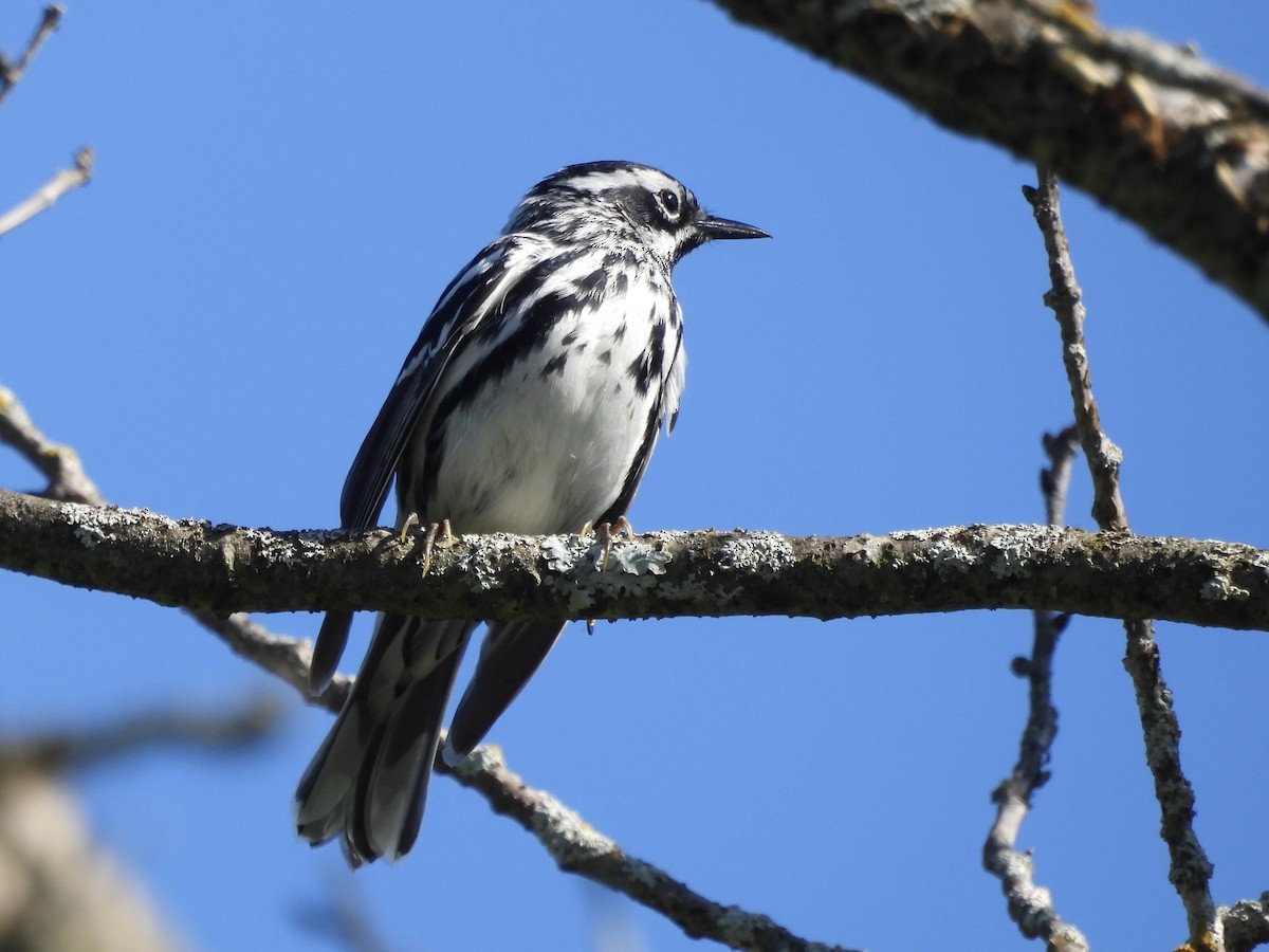 Black-and-white Warbler - ML619305646
