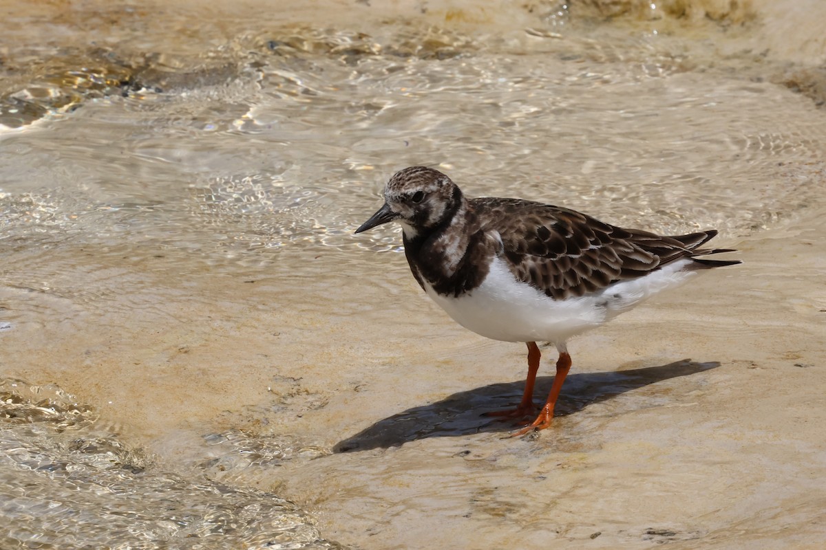 Алаг хайргач - ML619305653