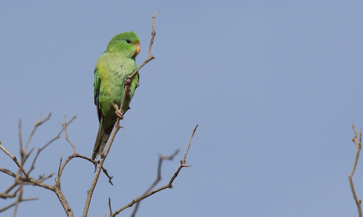 Mountain Parakeet - Adrián Braidotti