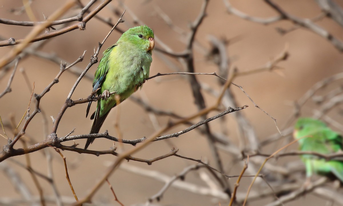 Mountain Parakeet - Adrián Braidotti