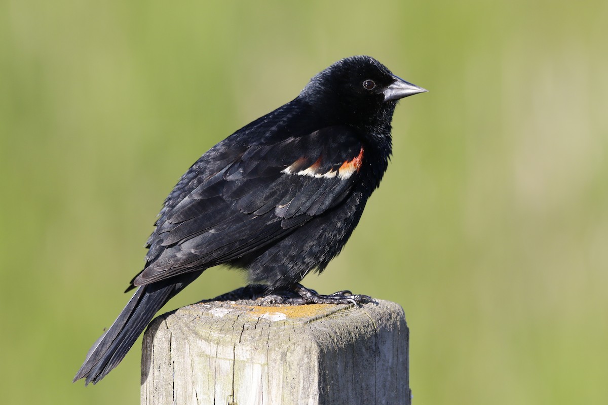 Red-winged Blackbird - Richard Hugel