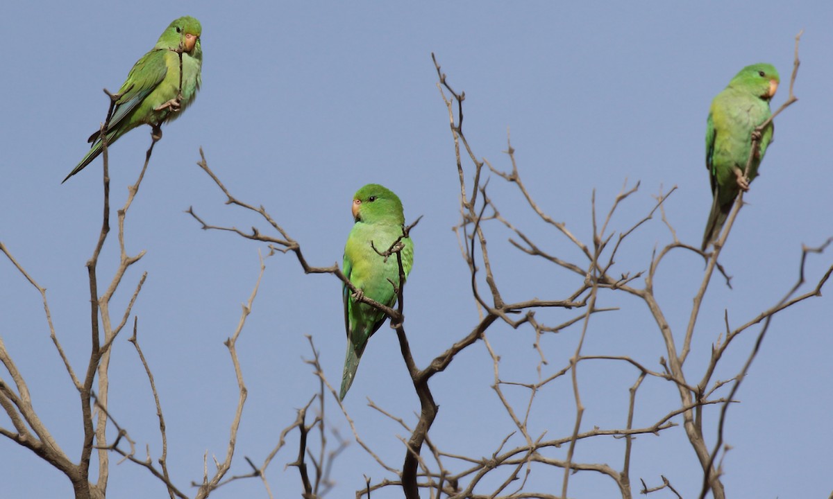 Mountain Parakeet - Adrián Braidotti