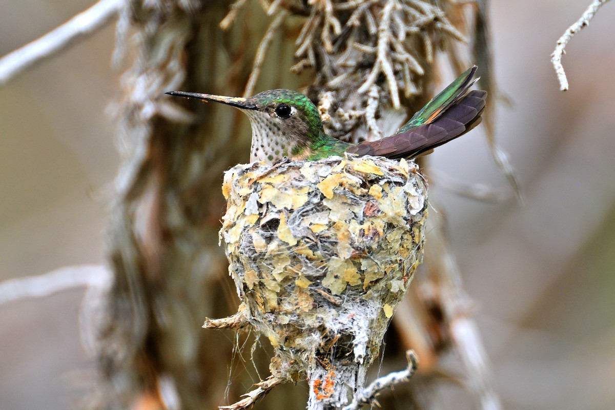 Broad-tailed Hummingbird - Donel Jensen