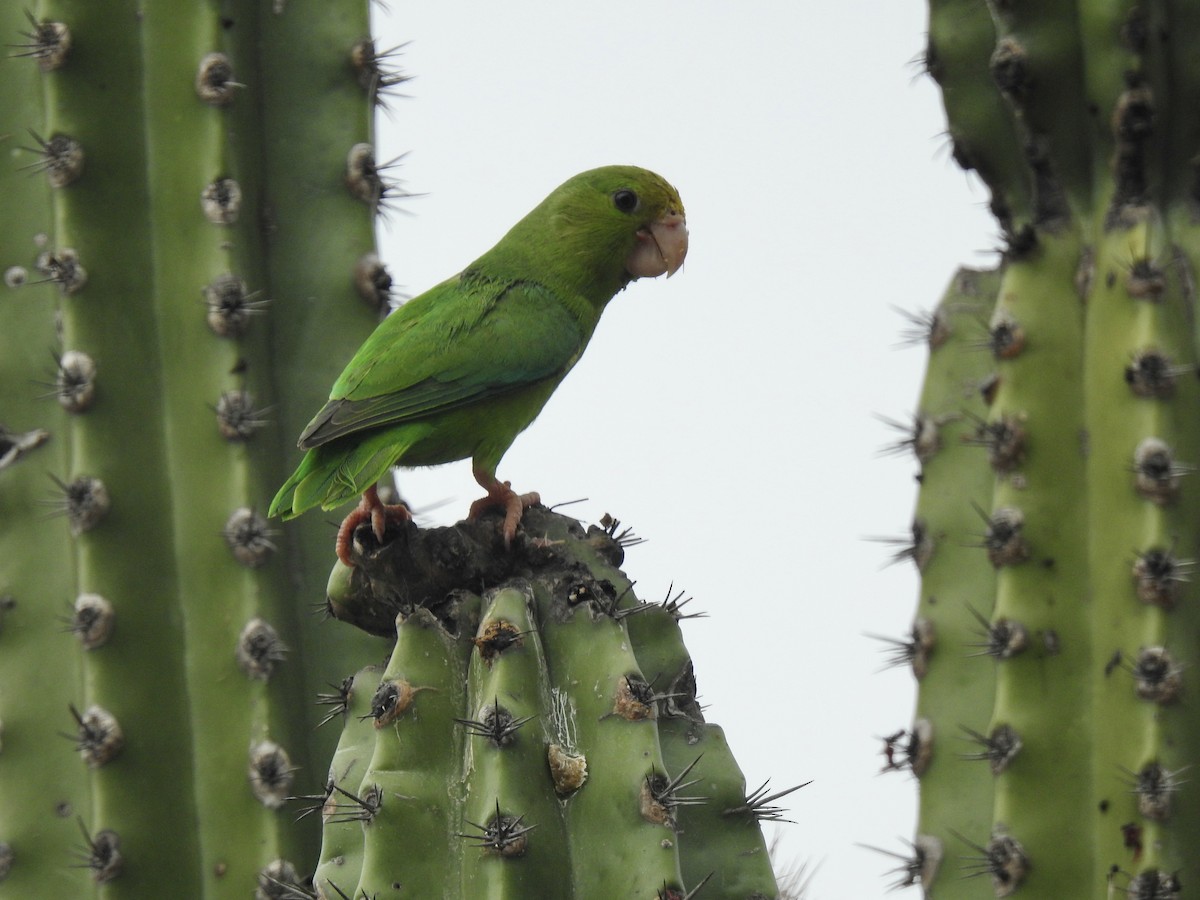 Green-rumped Parrotlet - Paula Peña-Amaya