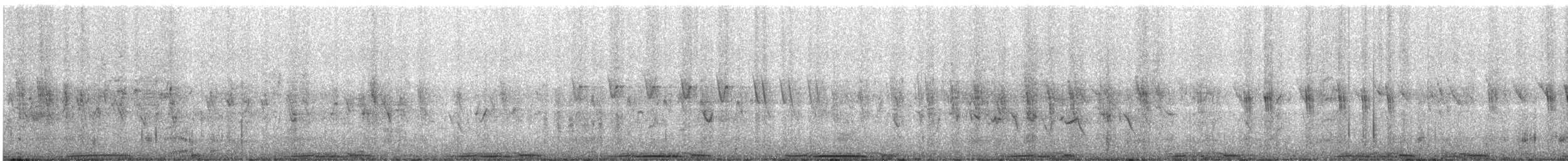 holub skalní (domácí) - ML619305677