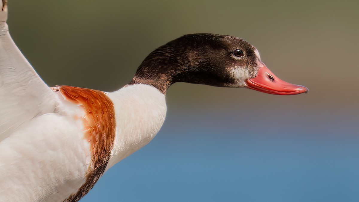 Common Shelduck - ML619305681