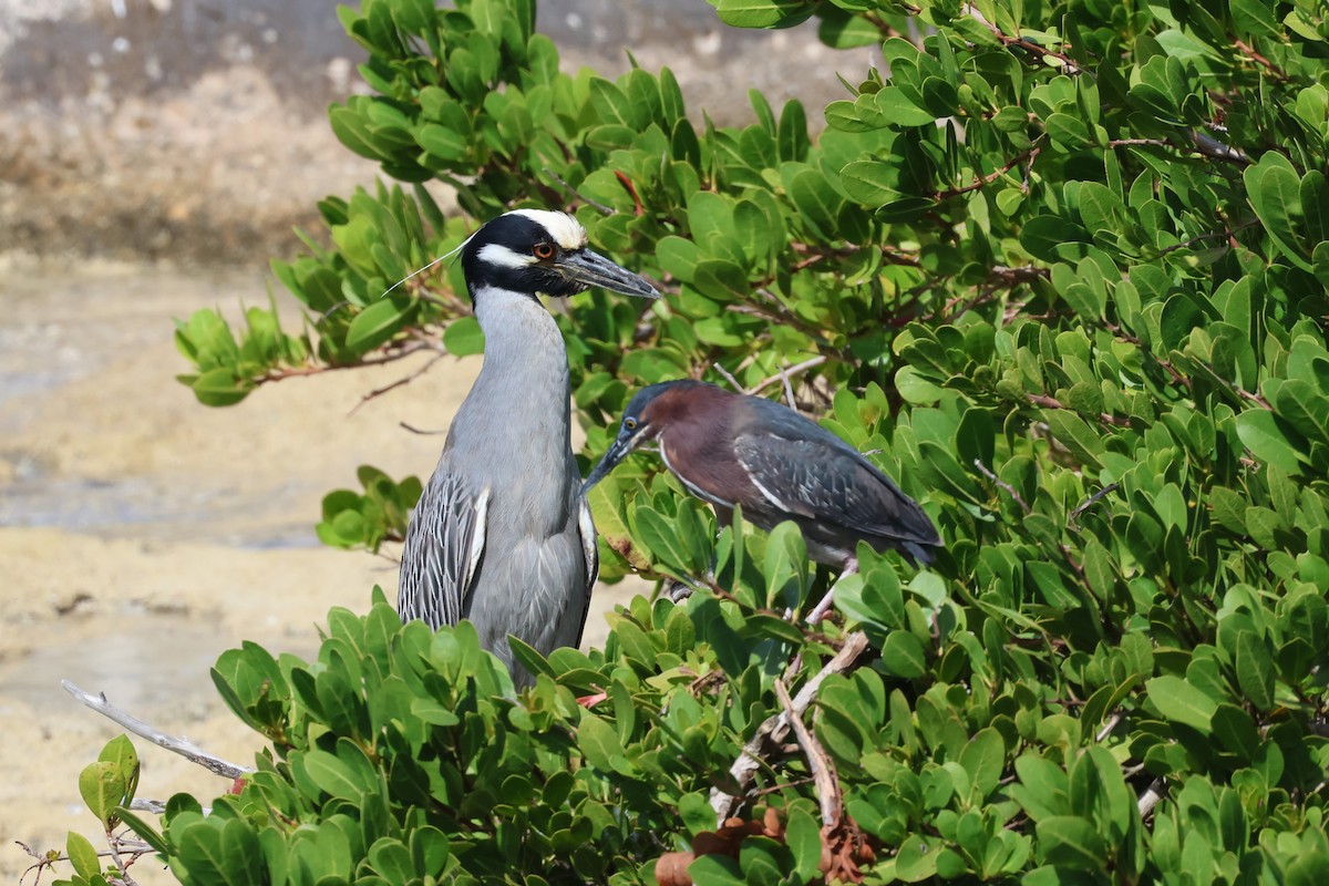 Yellow-crowned Night Heron - Andrew Dobson