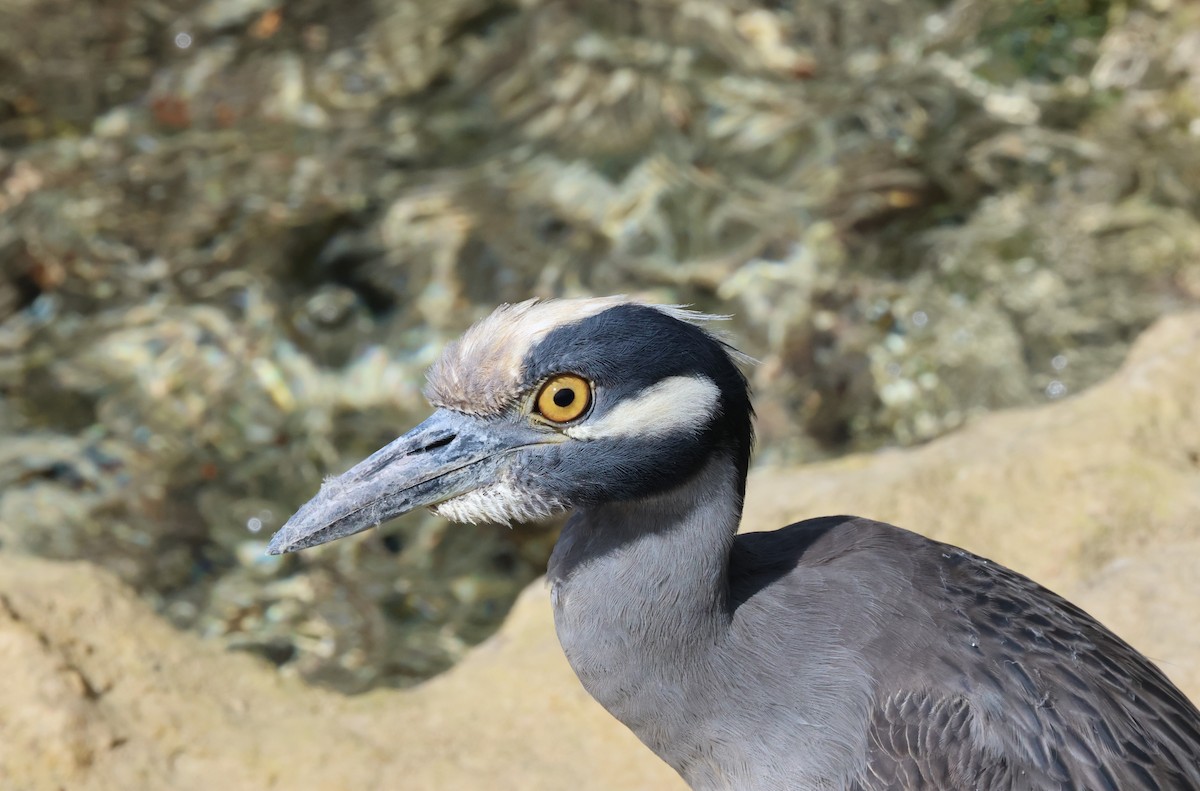 Yellow-crowned Night Heron - ML619305686
