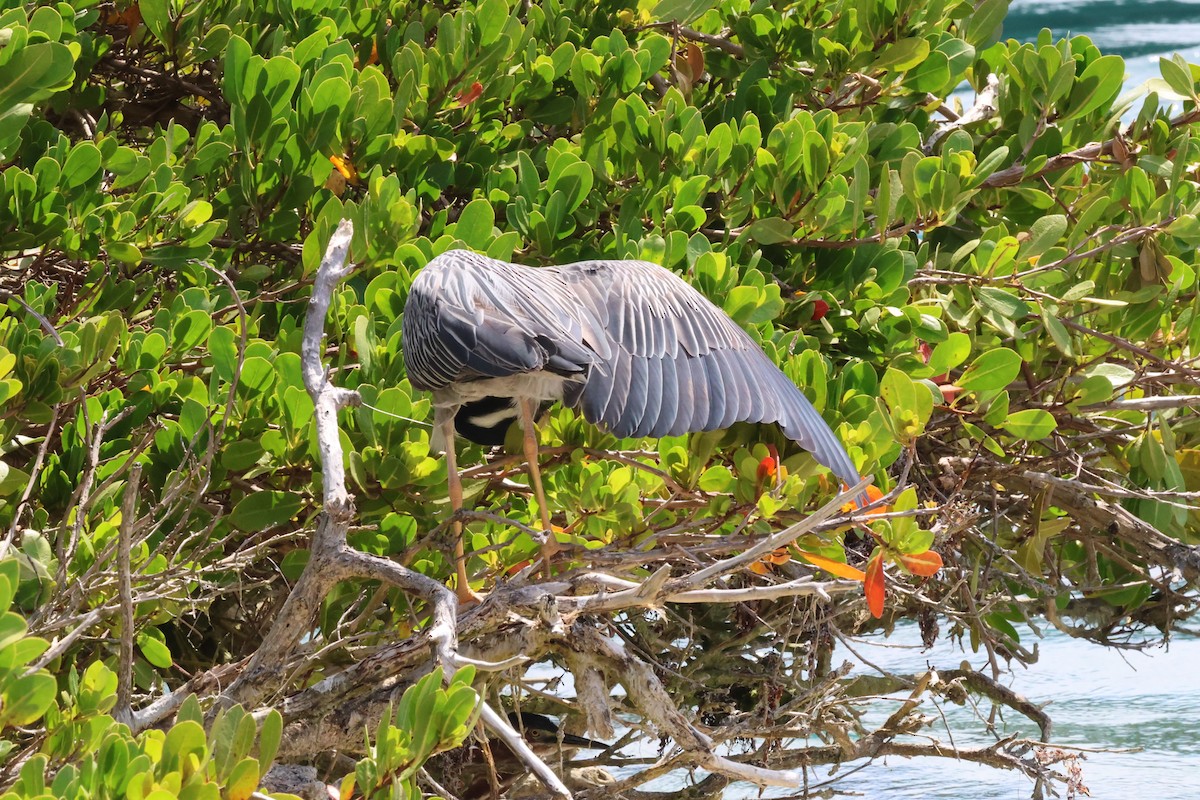 Yellow-crowned Night Heron - Andrew Dobson