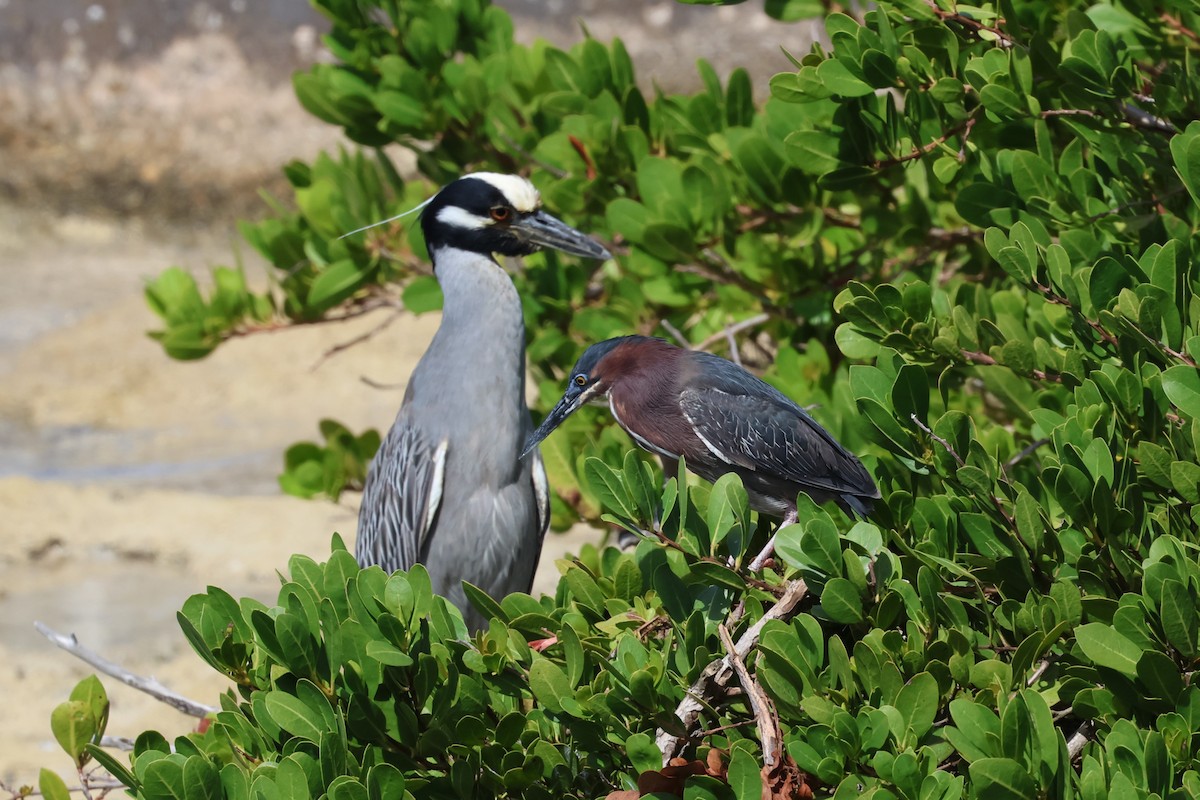 Green Heron - ML619305701