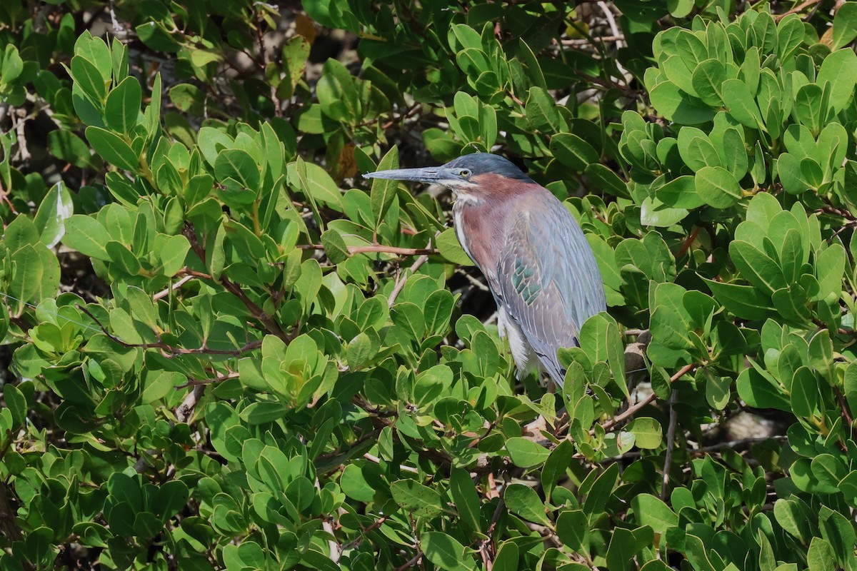 Green Heron - ML619305702