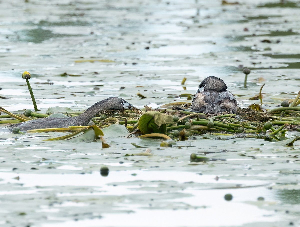 Pied-billed Grebe - Julie Paquette