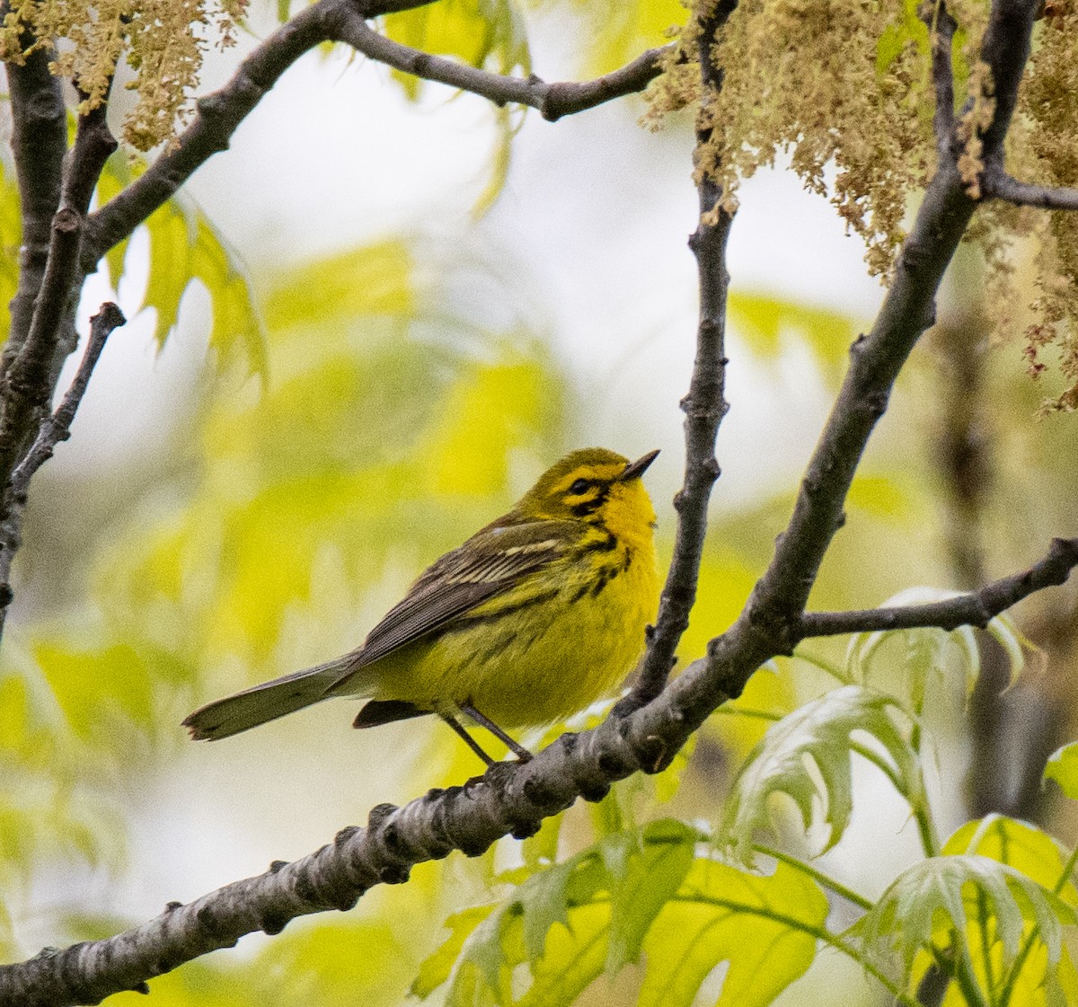 Prairie Warbler - Robert Provost