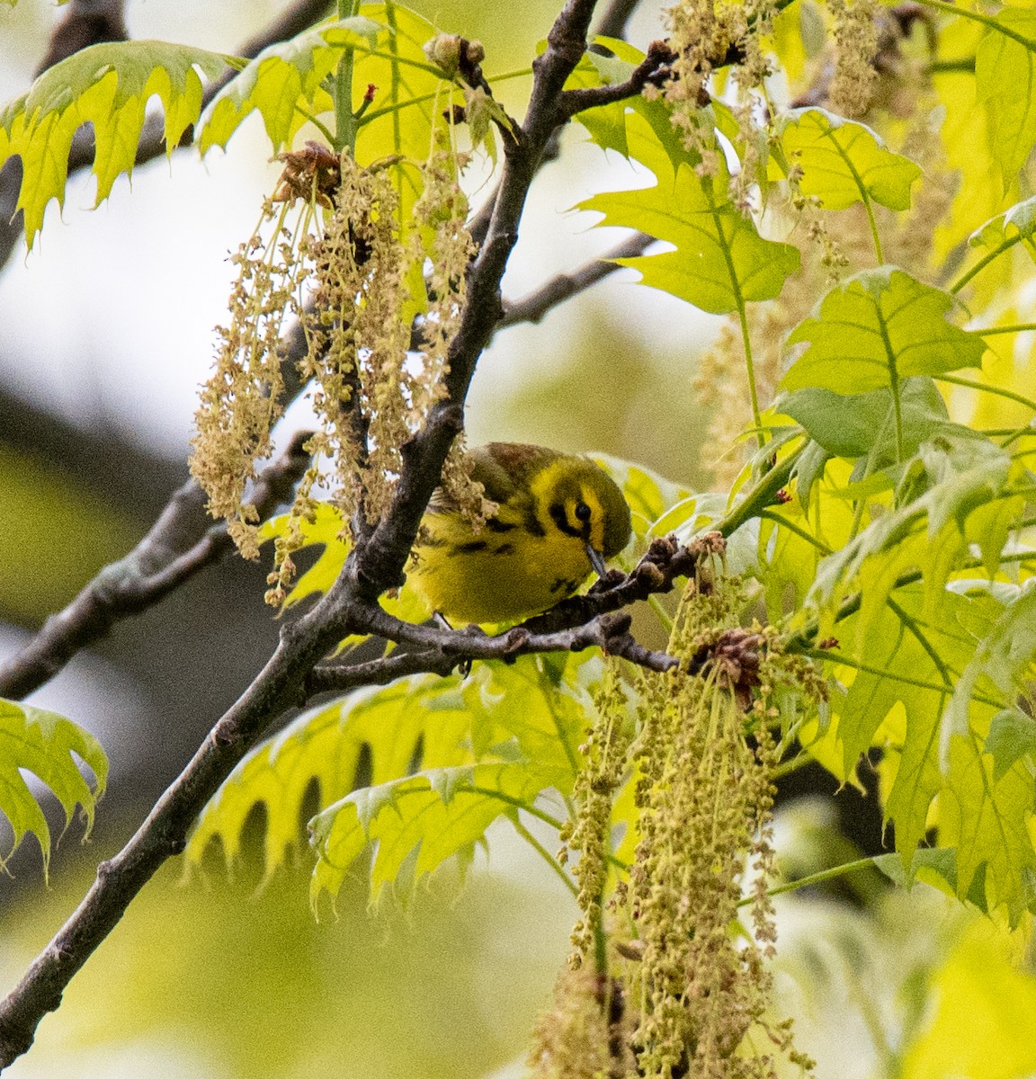 Prairie Warbler - Robert Provost