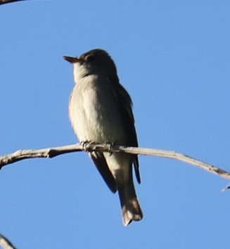 Western Wood-Pewee - Anna Troth