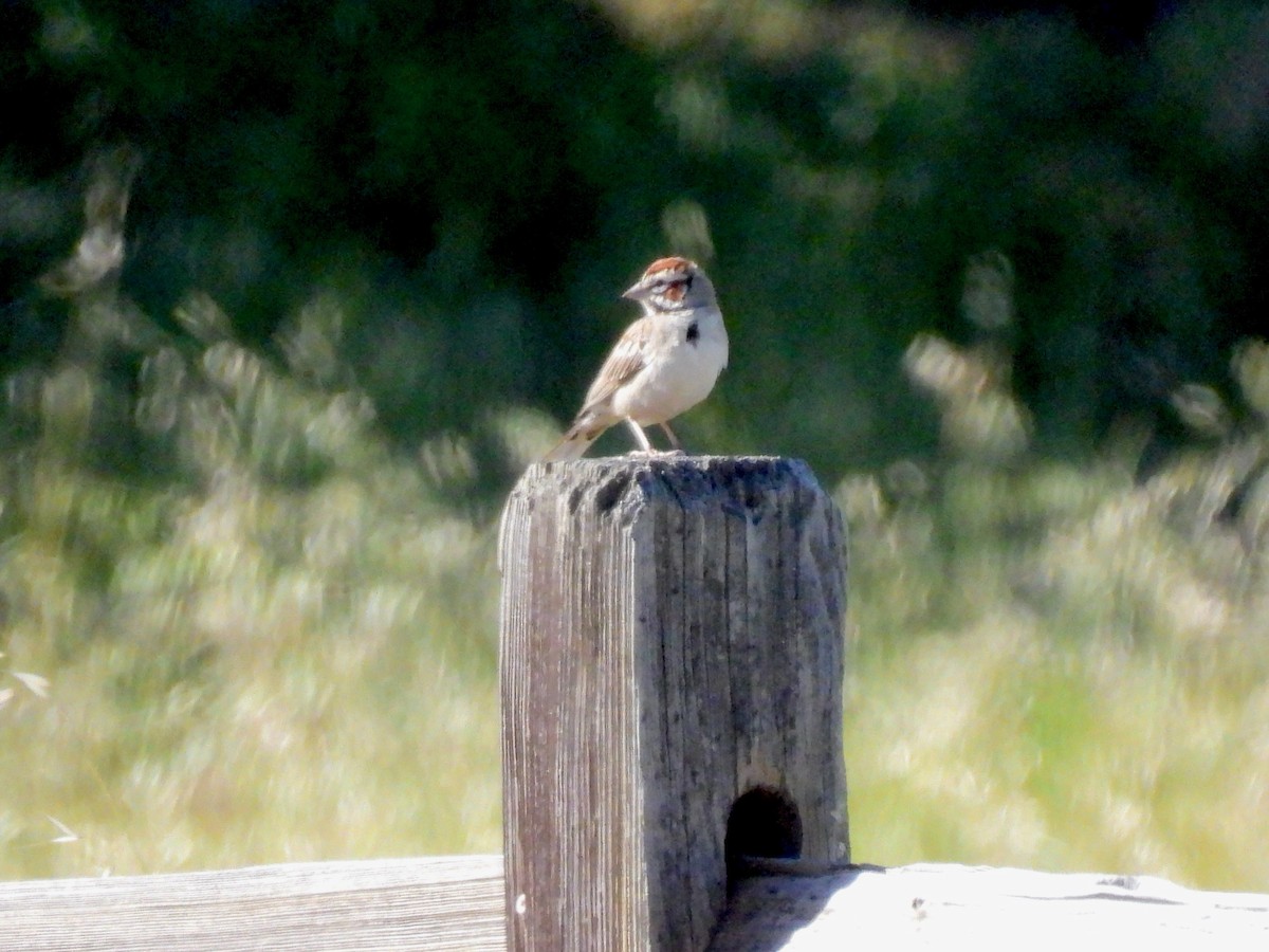 Lark Sparrow - ML619305725