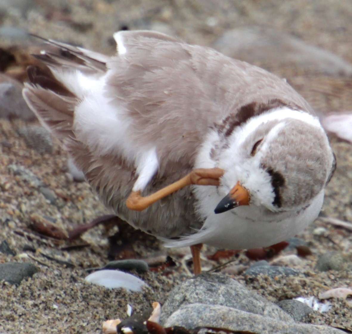 Piping Plover - Samuel Harris