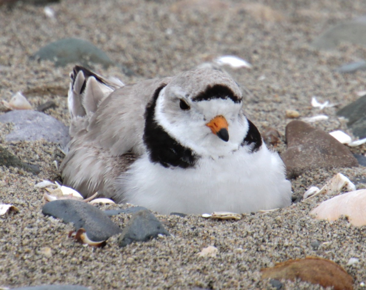 Piping Plover - Samuel Harris