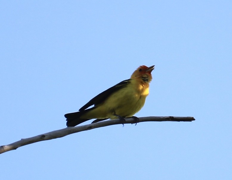 Western Tanager - Anna Troth