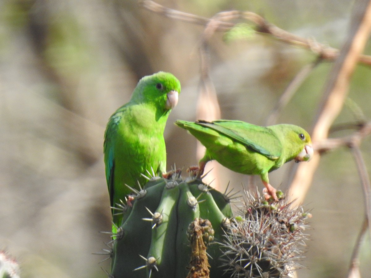 Green-rumped Parrotlet - Paula Peña-Amaya