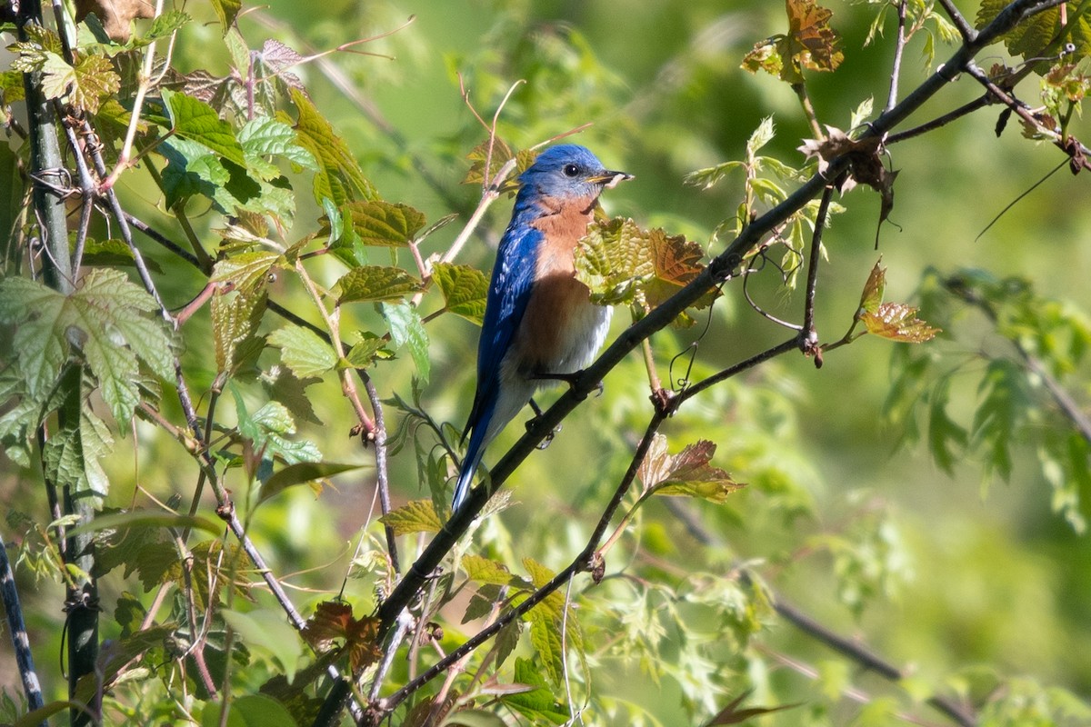 Eastern Bluebird - ML619305763