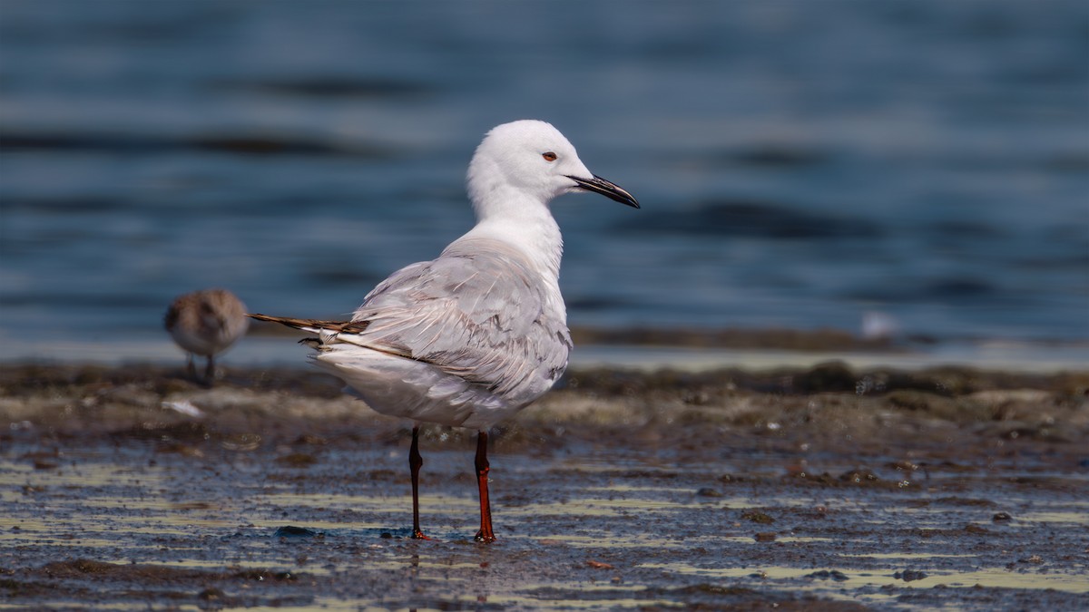 Slender-billed Gull - ML619305764