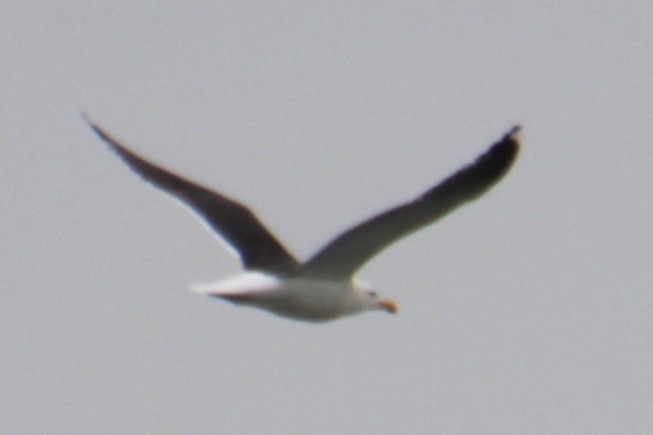 Great Black-backed Gull - ML619305769