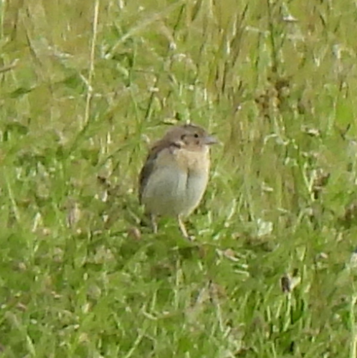 Grasshopper Sparrow - Rick Bennett