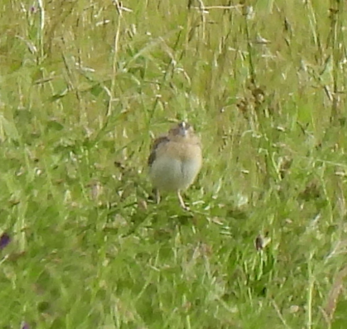 Grasshopper Sparrow - Rick Bennett