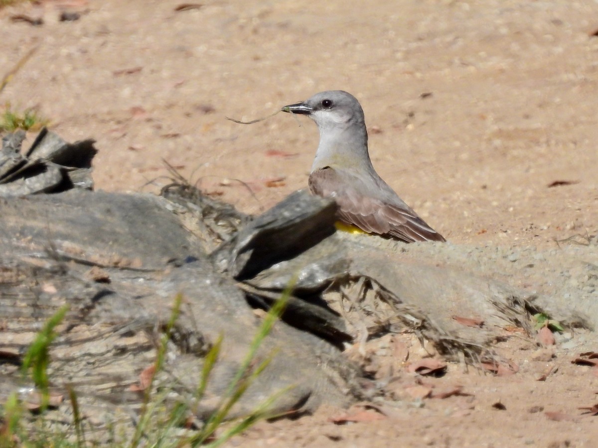 Western Kingbird - ML619305785