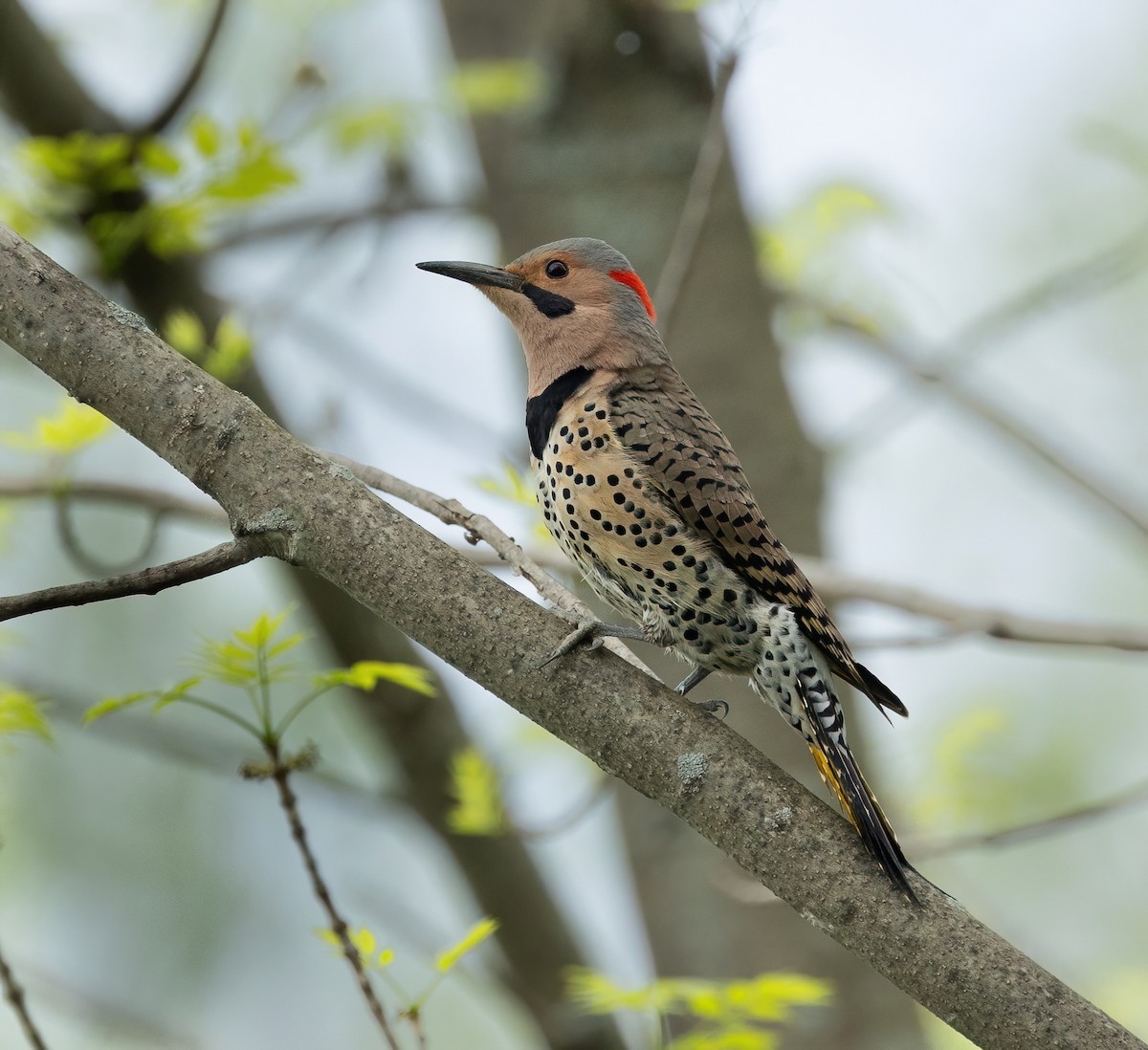 Northern Flicker - Julie Paquette