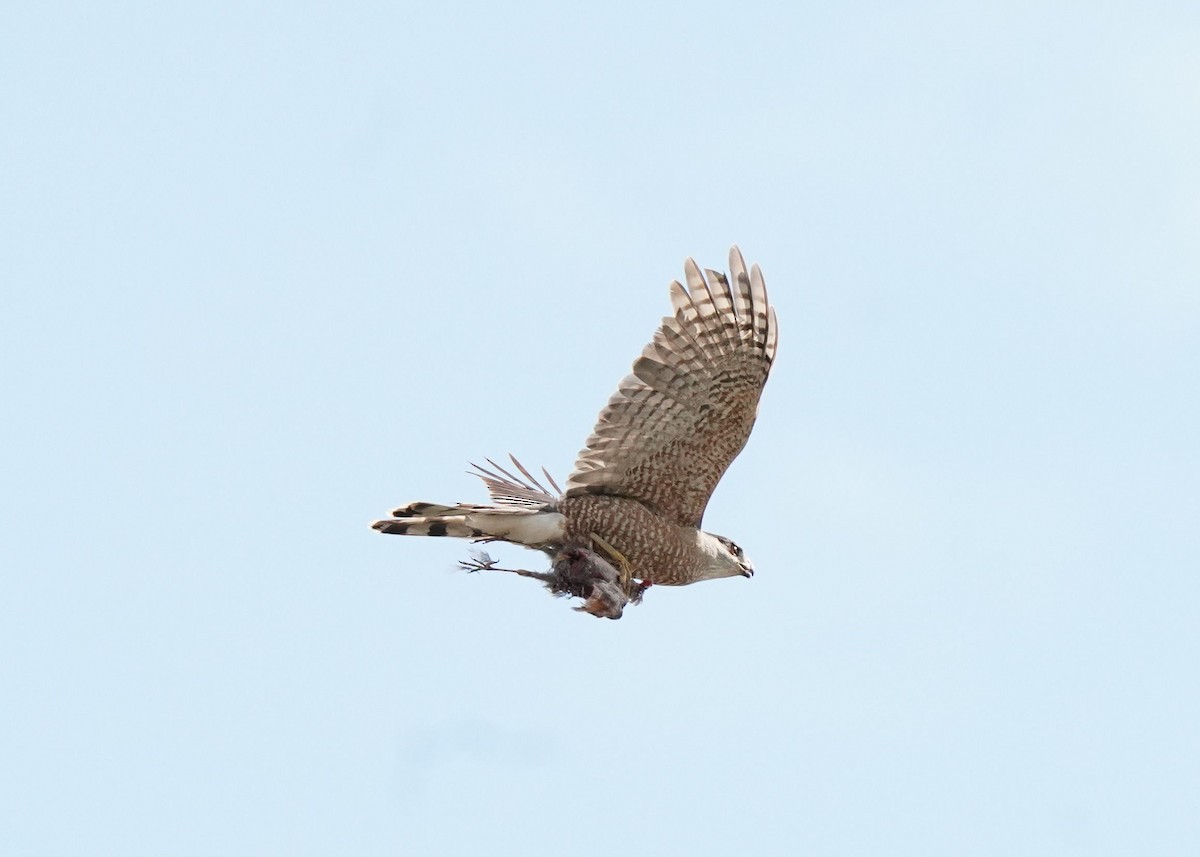 Cooper's Hawk - Pam Hardy