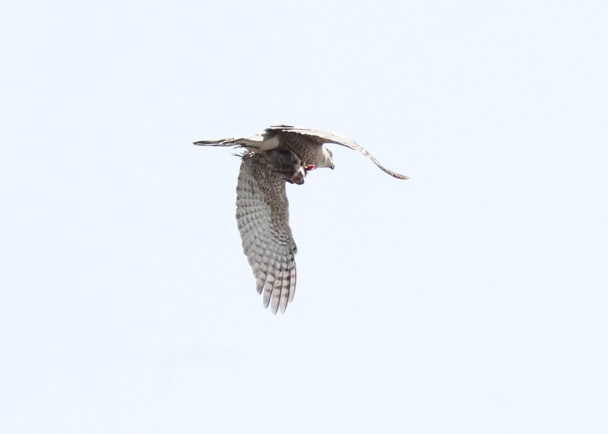 Cooper's Hawk - Pam Hardy