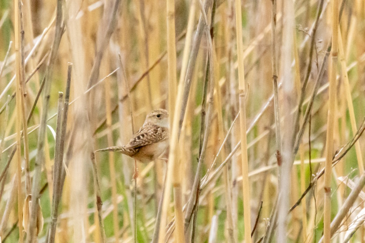 Sedge Wren - Steve Metzger