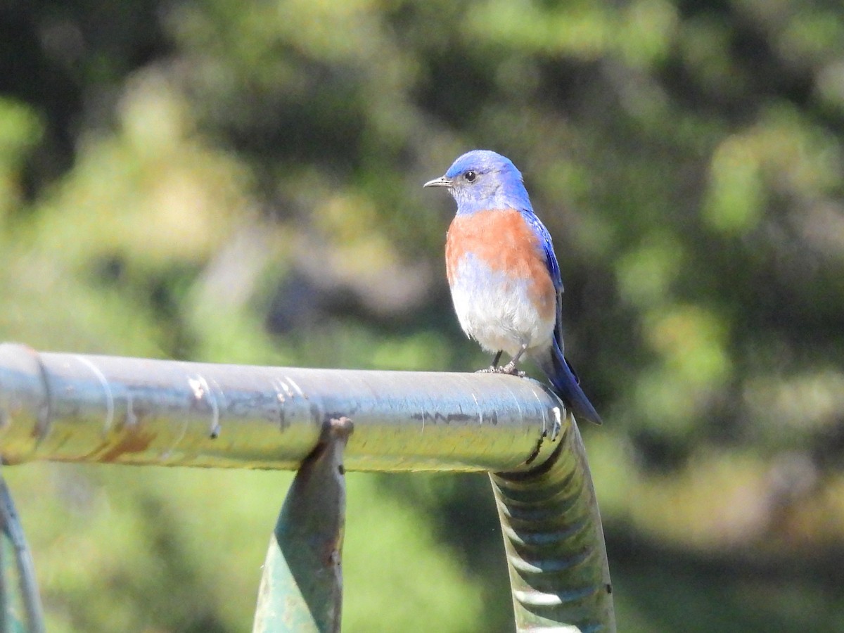 Western Bluebird - ML619305822