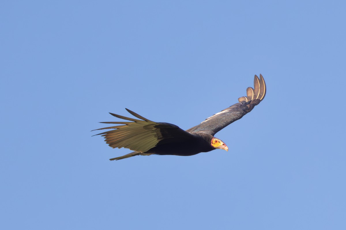 Lesser Yellow-headed Vulture - Mason Flint