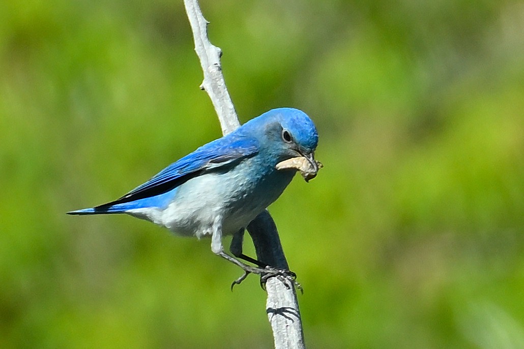 Mountain Bluebird - Donel Jensen