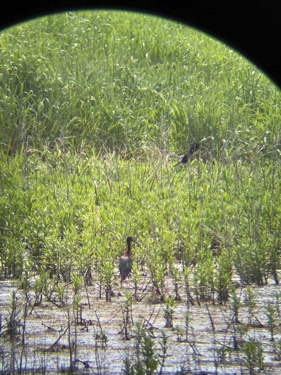 Glossy Ibis - ML619305834