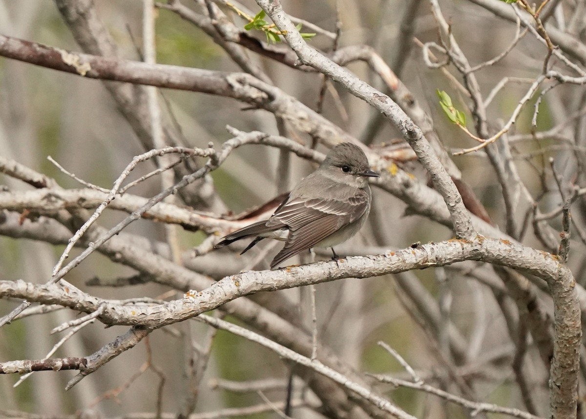 Western Wood-Pewee - Pam Hardy