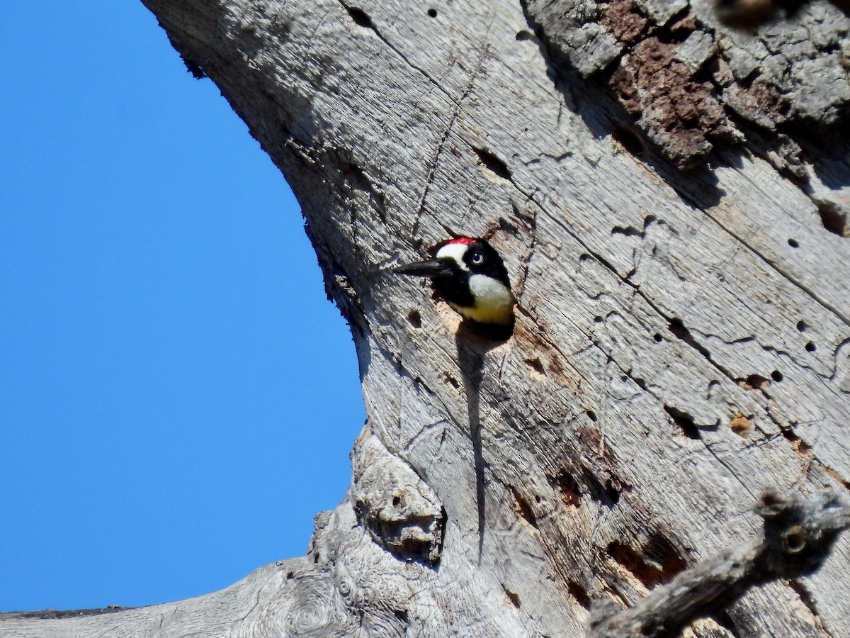 Acorn Woodpecker - ML619305847