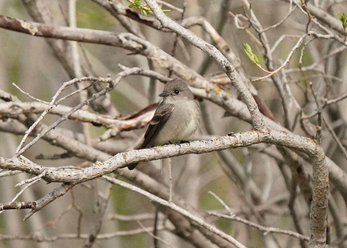 Western Wood-Pewee - Pam Hardy