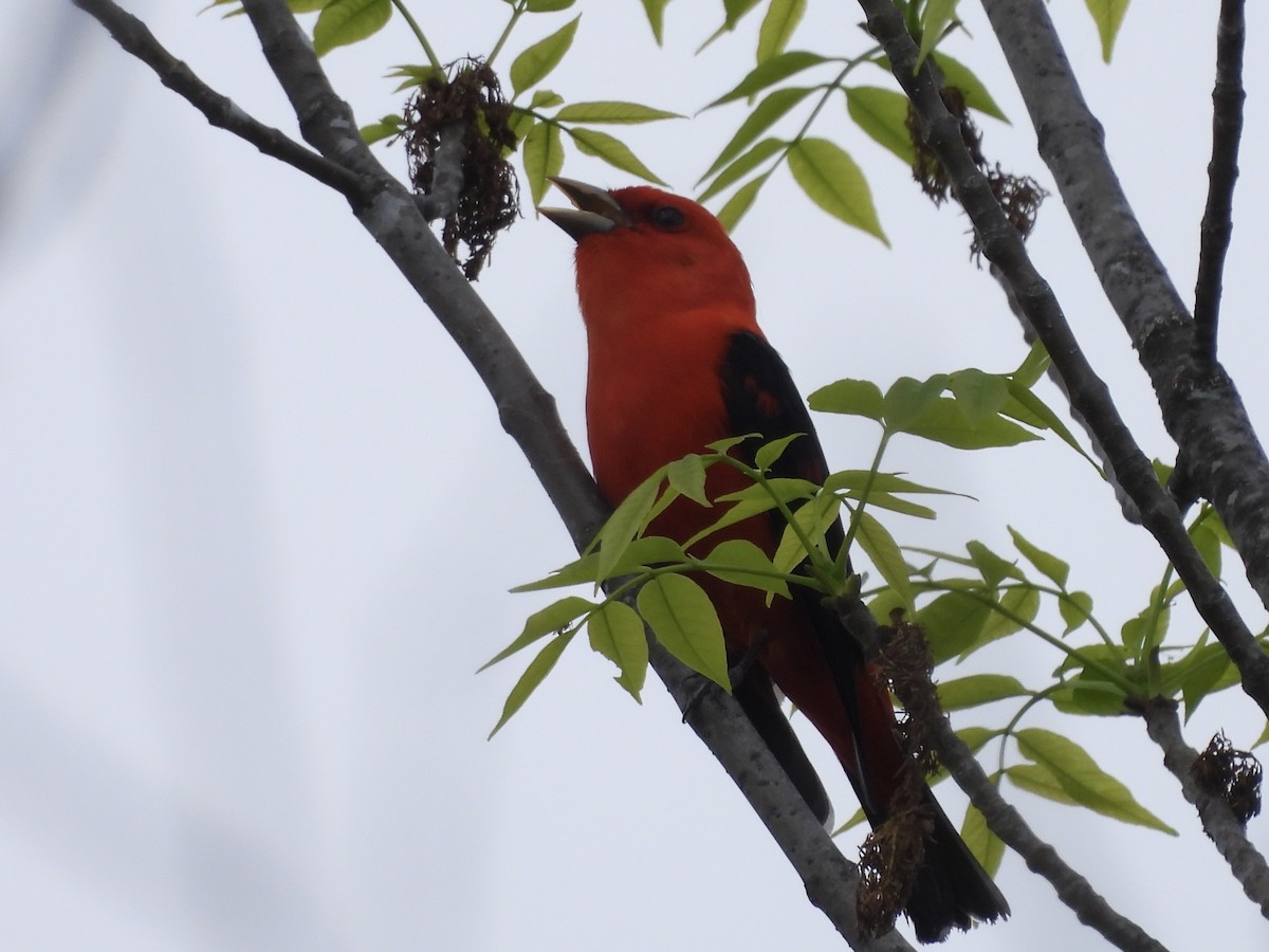 Scarlet Tanager - ML619305852