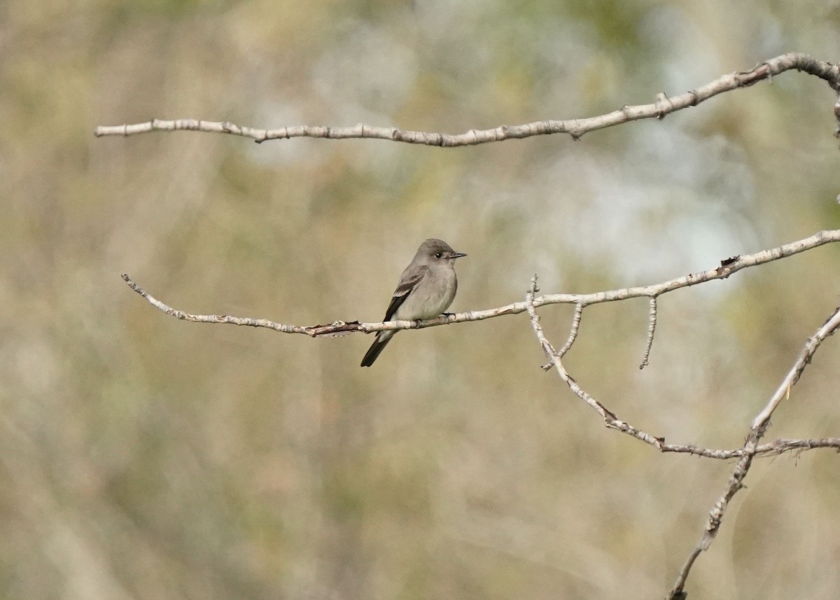 Western Wood-Pewee - Pam Hardy