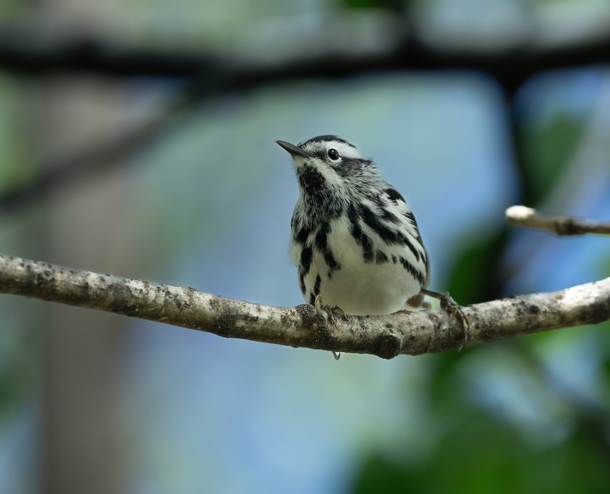 Black-and-white Warbler - Julie Paquette