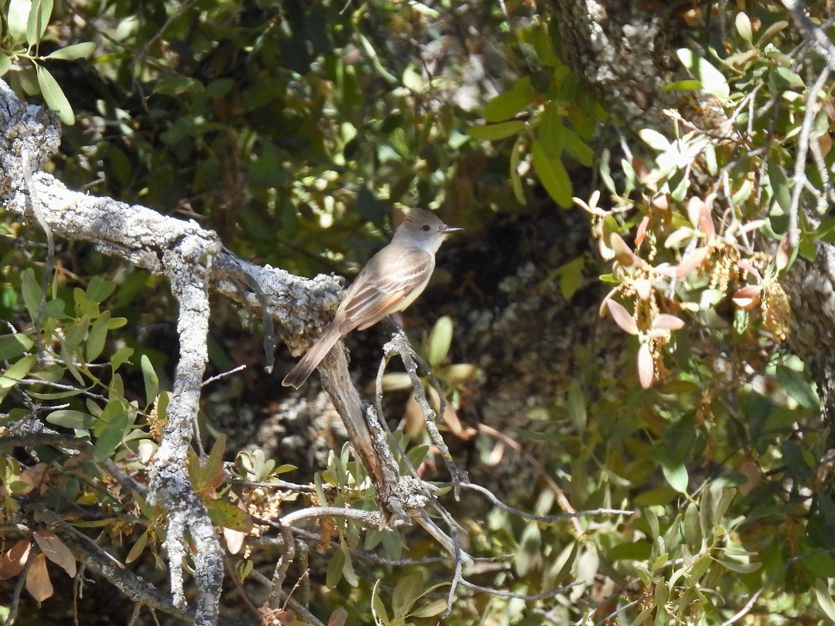 Ash-throated Flycatcher - ML619305872