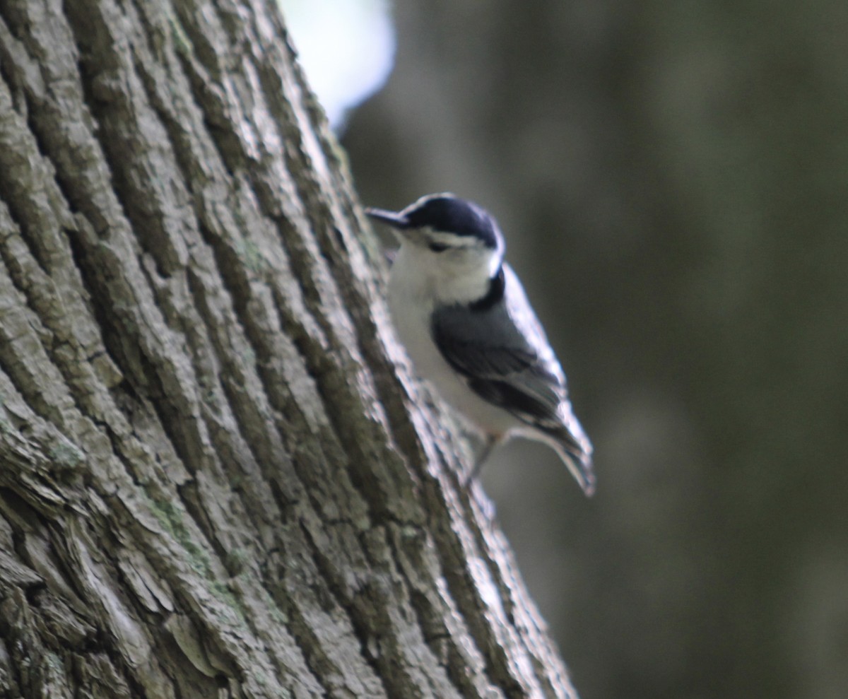 White-breasted Nuthatch - Carrie Patterson